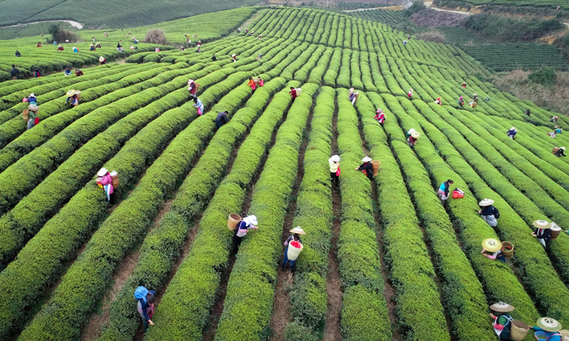 國投創益投資企業梵錦茶業帶動大量少數民族貧困戶采茶就業。