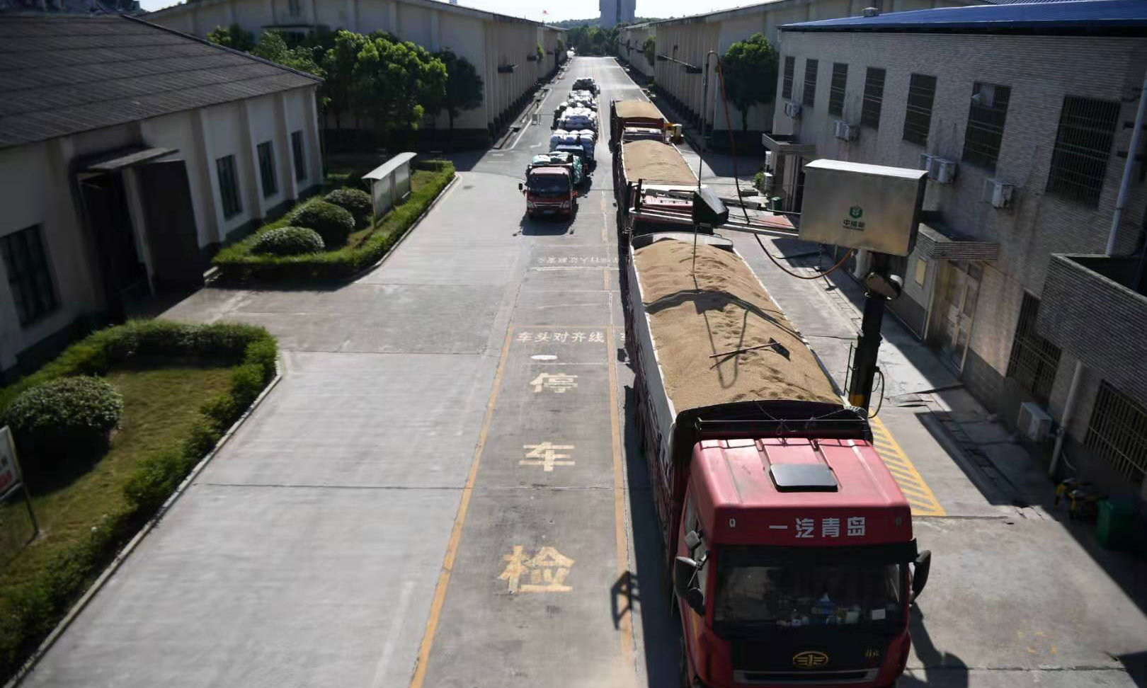 圖為7月30日，裝滿糧食的卡車在中儲糧寧鄉直屬庫排隊等候扦樣。（新華社記者 薛宇舸 攝）