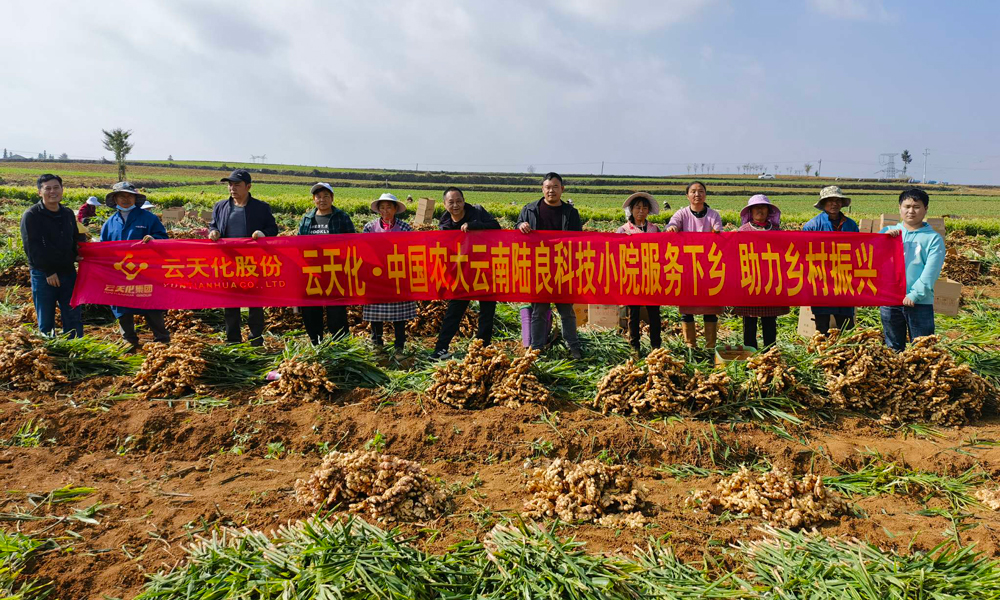 同時，云天化集團線上線下相結合，組織技術專家開展春季栽培管理線上直播活動，云天化科技小院通過開辦田間講堂、觀摩學習等方式，指導科學種植、科學用肥，幫助解決農業生產實際問題，不斷提高用戶種植水平，用實際行動服務三農，助力豐收。