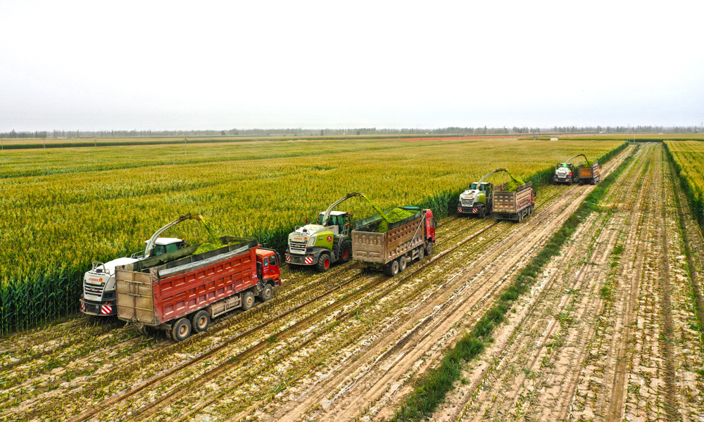 一輛輛聯(lián)合收割機(jī)、一臺(tái)臺(tái)運(yùn)輸車，在整齊劃一的高標(biāo)準(zhǔn)農(nóng)田里來(lái)回穿梭，搶收各類秋糧作物，確保顆粒歸倉(cāng)。圖為甘肅省農(nóng)墾集團(tuán)青貯玉米收割現(xiàn)場(chǎng)。