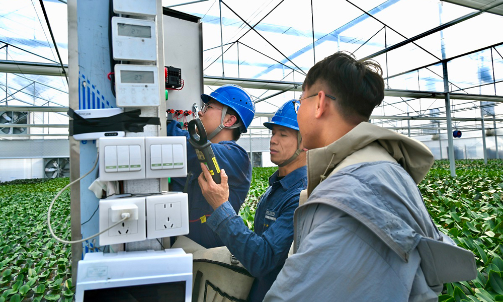 南方電網廣東佛山南海供電局里水供電所工作人員到當地農業科技公司開展用電檢查，確保蝴蝶蘭育苗大棚供電設備穩定運行。