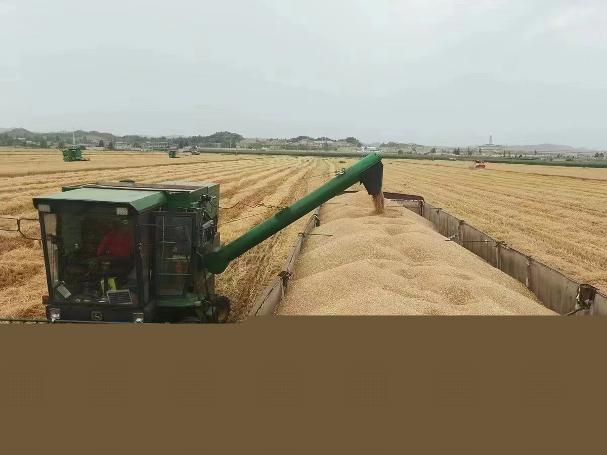 墾地合作：甘肅農墾亞盛股份蘭州新區基地小麥豐收。.jpg