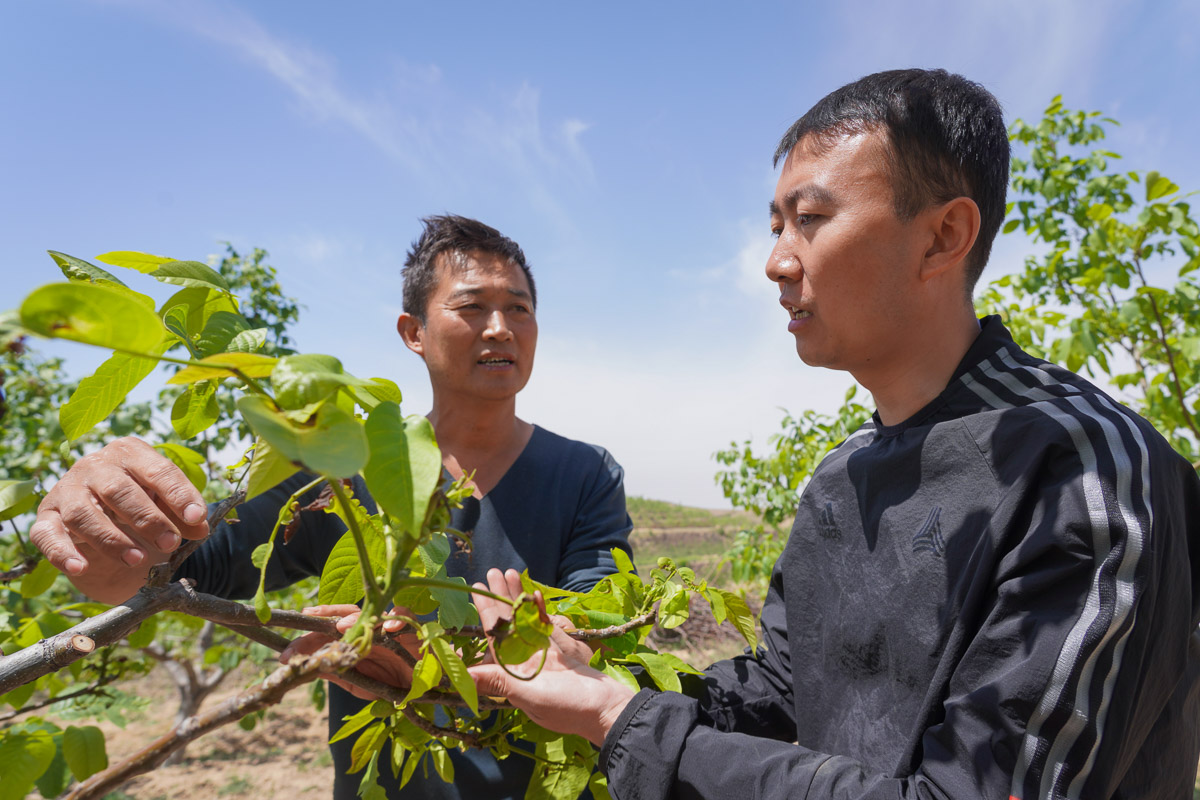 近兩年來，高飛穿梭于村委會和田間地頭，將國家能源集團的扶貧項目一一落地，帶領當地群眾走向脫貧致富的康莊大道。圖為高飛考察核桃林提升項目。
